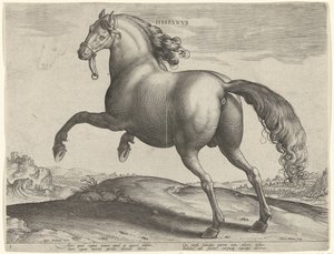 Koń z Hiszpanii (Hispanus Alter) Hispanvs (tytuł na obiekcie) Rasy koni z Królewskich Stajni Don Juana Austrii (tytuł serii) Equile Ioannis Austriaci Caroli (tytuł serii) autorstwa Hieronymus Wierix