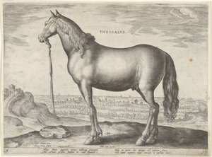 Koń z Tesalii (Tessalos) Tesale (tytuł na obiekcie) Rasy koni z Królewskich Stajni Don Juana Austrii (tytuł serii) Equile Ioannis Austriaci Caroli (tytuł serii)