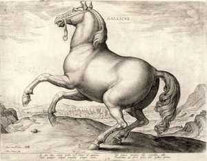 Gallicus z serii Konie ze Stajni Don Juana z Austrii (rycina na splocie)