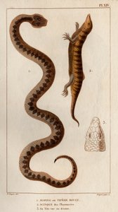 Aesping lub Red Vipere, Skink z apteki, jego głowa widziana powyżej. Fauna des Mdecins czyli historia zwierząt i ich produktów autorstwa Hippolyte Cloquet” - Tom 6 - 1825. autorstwa Hippolyte Cloquet