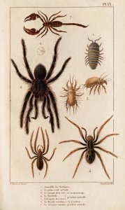 Amardille ze sklepów, Saskopta świerzbu, Tarantula, Araignee parszywek, Mygale, Skorpion.