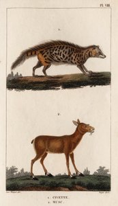Cywet i piżmo”. „Fauna des Mdecins czyli historia zwierząt i ich produktów autorstwa Hippolyte Cloquet” – tom 6 – 1825. autorstwa Hippolyte Cloquet