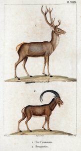 Jeleń pospolity i koziorożec”. „Fauna des Mdecins czyli historia zwierząt i ich produktów autorstwa Hippolyte Cloquet” – tom 6 – 1825.