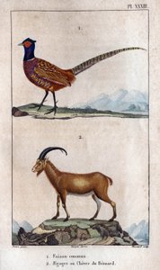 Bażant zwyczajny i Chevre Bezoarda. Tablica zaczerpnięta z „Fauna Docs czyli historia zwierząt i ich produktów” autorstwa Hippolyte Cloquet autorstwa Hippolyte Cloquet