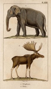 Słoń i Elan.” „Fauna des Mdecins czyli historia zwierząt i ich produktów autorstwa Hippolyte Cloquet” – tom 6 – 1825.