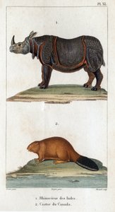 Nosorożec indyjski i bóbr kanadyjski. Fauna des Médecins czyli historia zwierząt i ich produktów autorstwa Hippolyte Cloquet” – tom 6 – 1825. autorstwa Hippolyte Cloquet