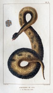 Akrokord Java. Jego izolowane rury. „Fauna des Mdecins czyli historia zwierząt i ich produktów autorstwa Hippolyte Cloquet” - Tom 6 - 1825. autorstwa Hippolyte Cloquet