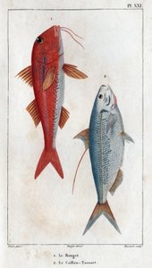 Rouget i Caillou-Tassart (Caillou Tassart). W „”Fauna des Medecins lub historii zwierząt i ich produktów autorstwa Hippolyte Cloquet”” - tom 6 - 1825. autorstwa Hippolyte Cloquet