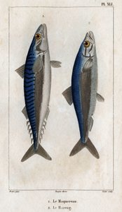 Makrela i śledź. Talerz z „Fauna lekarzy czyli historia zwierząt i ich przetworów”