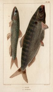 Shad i anchois”. „Fauna des Mdecins czyli historia zwierząt i ich produktów autorstwa Hippolyte Cloquet” – tom 6 – 1825. autorstwa Hippolyte Cloquet