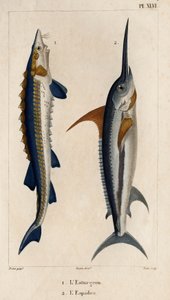 Jesiotr i Miecznik”. „Fauna des Mdecins lub historia zwierząt i ich produktów autorstwa Hippolyte Cloquet” – tom 6 – 1825.
