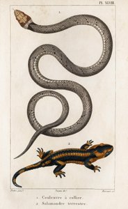 Wąż obrożny, Salamander Lądowy.” „Fauna des Médecins czyli historia zwierząt i ich produktów autorstwa Hippolyte Cloquet” – tom 6 – 1825.