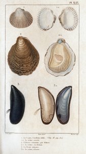 Hull, ta sama otwarta, pospolita ostryga, ta sama otwarta, wulgarna pleśń, ta sama otwarta. Fauna lekarzy lub historia zwierząt i ich produktów wg Hippolyte Cloquet” – autorstwa Hippolyte Cloquet