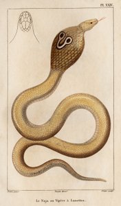 Naja lub żmija ma okulary”. „Fauna des Mdecins lub historia zwierząt i ich produktów autorstwa Hippolyte Cloquet” – tom 6 – 1825. autorstwa Hippolyte Cloquet