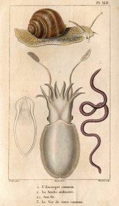 Ślimak zwyczajny, mątwa zwyczajna, jej kość, dżdżownica zwyczajna.w „”Fauna doków czyli historia zwierząt i ich produktów według Hippolyte Cloquet””” – tom 6 - 1825.