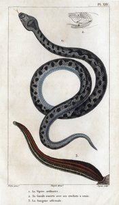 Zwykły Viper, z otwartymi kłami i jadem, oficjalna Sangue.
