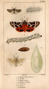 Procesyjny Bombyce, jego gąsienica, Marten Bombyce, Murier Bombyce, Silk Worm, jego kadłub, jego chryzalid.in „”Fauna lekarzy czyli historia zwierząt i ich produktów według Hippolyte Cloquet”” -