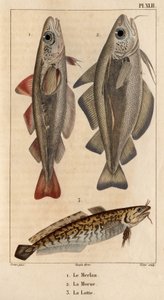 Witlinek, dorsz i miętus. Fauna des Mdecins czyli historia zwierząt i ich produktów autorstwa Hippolyte Cloquet” - Tom 6 - 1825.