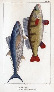 Tuńczyk i okoń rzeczny”” Fauna lekarzy lub historia zwierząt i ich produktów autorstwa Hippolyte Cloquet”” - autorstwa Hippolyte Cloquet