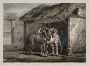 Koń hodowlany autorstwa Emile Jean Horace Vernet