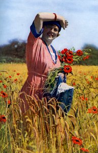 Róża angielska, ok. 1922 r.