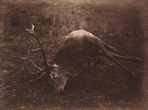 Martwy Jeleń, 1857 (zdjęcie) autorstwa Horatio Ross