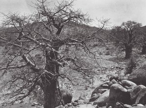 Afryka: Baobab, Dar Nuba (zdjęcie czarno-białe) autorstwa Hugo Adolf Bernatzik