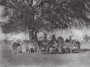 Afryka: Karawana wołów na Nilu Białym (zdjęcie czarno-białe) autorstwa Hugo Adolf Bernatzik