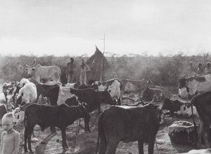 Afryka: Kraal bydła na brzegu Bahr el Zeraf (zdjęcie czarno-białe) autorstwa Hugo Adolf Bernatzik