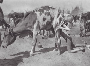 Afryka: Północny Dinka dmuchający krowę (zdjęcie czarno-białe)