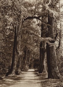 Meksyk: stolica Mejico, park Chapultepec, Alameda de los Filosofos (zdjęcie czarno-białe) autorstwa Hugo Brehme