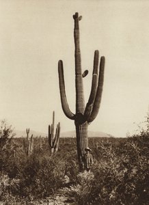 Meksyk: "Cereus giganteus" w okolicach Magdalena, stan Sonora (zdjęcie czarno-białe)