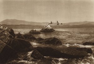 Meksyk: Wybrzeże Manzanillo, Pelicanos, stan Colima (zdjęcie czarno-białe) autorstwa Hugo Brehme