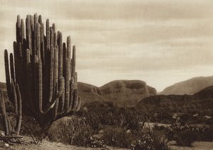 Meksyk: Cuicatian, "Cereus candelabrum" (zdjęcie czarno-białe)