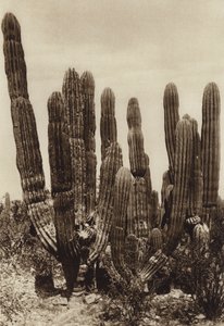 Meksyk: Guaymas, "Cereus Pringlei", Estado Sonora (zdjęcie czarno-białe)