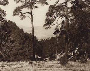 Meksyk: Dzika panorama u podnóża Pico de Orizaba (zdjęcie czarno-białe) autorstwa Hugo Brehme