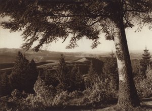 Meksyk: Park Narodowy, Desierto de los Leones (zdjęcie czarno-białe) autorstwa Hugo Brehme