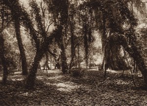 Meksyk: Idylliczne miejsce w parku Chapultepec (zdjęcie czarno-białe) autorstwa Hugo Brehme