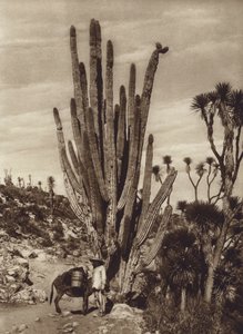 Meksyk: Salinas de Tehuacan z "Pilocereus Tetezo" (zdjęcie czarno-białe) autorstwa Hugo Brehme