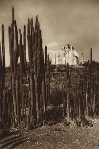 Meksyk: Zapottlan, "Cereus bavosus" (zdjęcie czarno-białe)