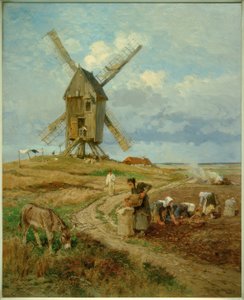 H.Mühlig, zbiór ziemniaków