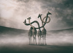 Surrealistyczne szyje żyraf