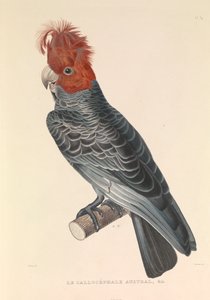 The Australian Callicéphale