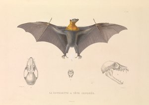 The Hoary Head Rousette