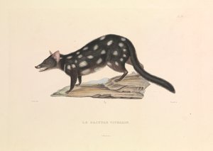 "The Raccoon Dasyure autorstwa Hyacinthe Yves Philippe (1781 1846) Potentien