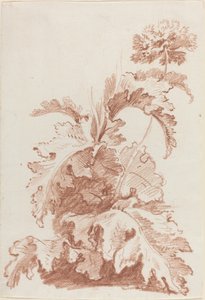 Mak w rozkwicie autorstwa I Jean Baptiste Hüet