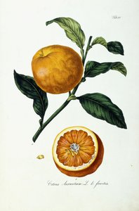 owoce pomarańczy, cytrusy autorstwa Ignaz (after) Strenzl