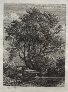 Wierzba autorstwa Ignaz Gunther