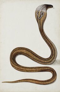 Kobra (Maja tripudians) z rozłożonym kapturem, 1785-89 (nieprzezroczyste wc na papierze) autorstwa Indian School