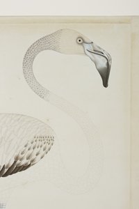 Flaming, detal, ok. 1780 (nieprzezroczyste wc na papierze) autorstwa Indian School